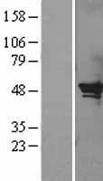 SERPINB2 / PAI-2 Protein - Western validation with an anti-DDK antibody * L: Control HEK293 lysate R: Over-expression lysate