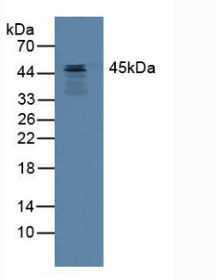 SERPINB3 Antibody - Western Blot; Sample: Mouse Heart Tissue.