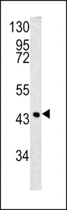 SERPINB3 Antibody - Western blot of SPB3 antibody in 293 cell line lysates (35 ug/lane). SPB3 (arrow) was detected using the purified antibody.