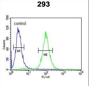 SERPINB3 Antibody - SPB3 Antibody flow cytometry of 293 cells (right histogram) compared to a negative control cell (left histogram). FITC-conjugated goat-anti-rabbit secondary antibodies were used for the analysis.