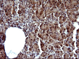 SERPINB3 Antibody - IHC of paraffin-embedded Human pancreas tissue using anti-SERPINB3 mouse monoclonal antibody. (Heat-induced epitope retrieval by 10mM citric buffer, pH6.0, 120°C for 3min).