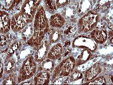 SERPINB3 Antibody - IHC of paraffin-embedded Human Kidney tissue using anti-SERPINB3 mouse monoclonal antibody. (Heat-induced epitope retrieval by 10mM citric buffer, pH6.0, 120°C for 3min).