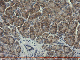 SERPINB3 Antibody - IHC of paraffin-embedded Human pancreas tissue using anti-SERPINB3 mouse monoclonal antibody.