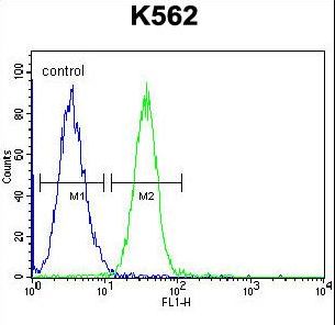 SERPINB4 / SCCA1+2 Antibody - SPB4 Antibody flow cytometry of K562 cells (right histogram) compared to a negative control cell (left histogram). FITC-conjugated goat-anti-rabbit secondary antibodies were used for the analysis.