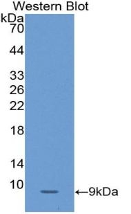 SERPINB4 / SCCA1+2 Antibody - Western Blot; Sample: Recombinant protein.