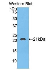 SERPINB4 / SCCA1+2 Antibody - Western Blot; Sample: Recombinant protein.
