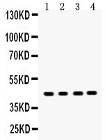 SERPINB5 / Maspin Antibody - MASPIN antibody Western blot. All lanes: Anti MASPIN at 0.5 ug/ml. Lane 1: Mouse Intestine Tissue Lysate at 50 ug. Lane 2: Human Placenta Tissue Lysate at 50 ug. Lane 3: MCF-7 Whole Cell Lysate at 40 ug. Lane 4: MM231 Whole Cell Lysate at 40 ug. Predicted band size: 42 kD. Observed band size: 42 kD.