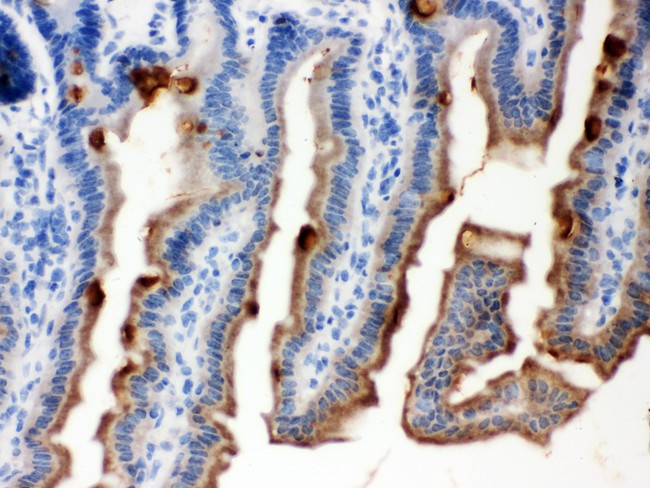 SERPINB5 / Maspin Antibody - MASPIN antibody IHC-paraffin: Mouse Intestine Tissue.