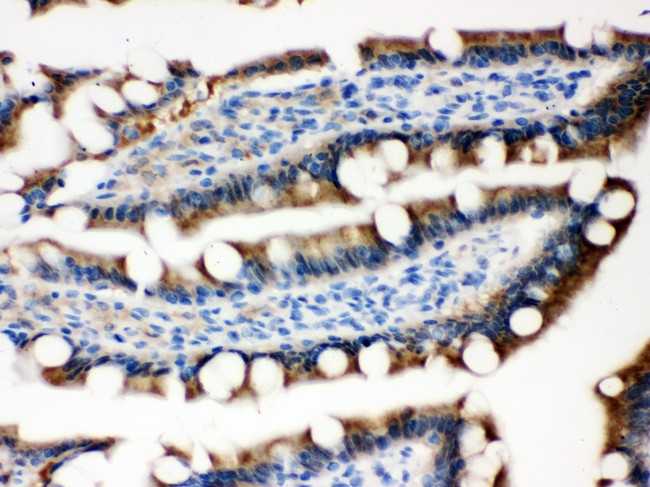 SERPINB5 / Maspin Antibody - MASPIN antibody IHC-paraffin: Rat Intestine Tissue.