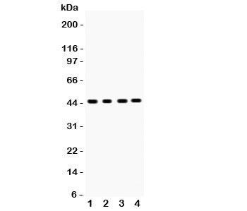 SERPINB5 / Maspin Antibody - Western blot testing of SERPINB5 antibody and Lane 1: mouse intestine; 2: human placenta; 3: (h) MCF-7; 4: (h) MM231 lysate. Predicted/observed size ~45KD