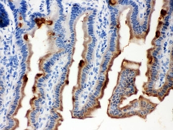 SERPINB5 / Maspin Antibody - IHC-P testing of mouse intestine tissue