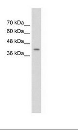SERPINB5 / Maspin Antibody - HepG2 Cell Lysate.  This image was taken for the unconjugated form of this product. Other forms have not been tested.