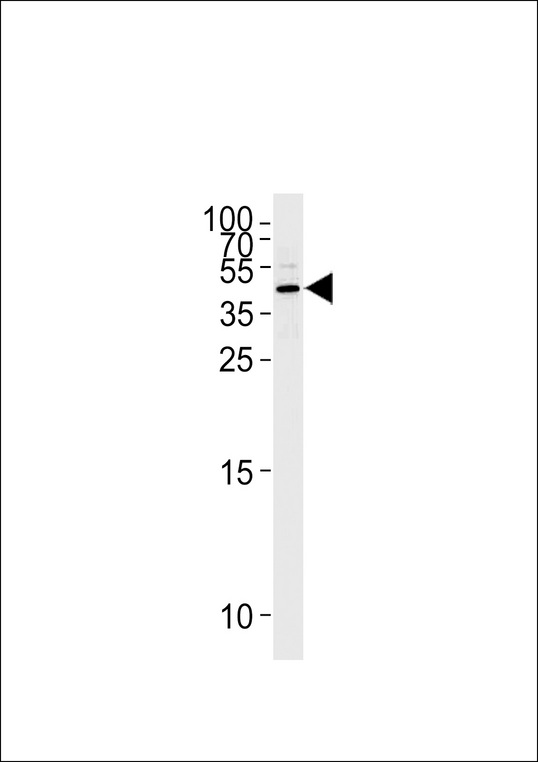 SERPINB5 / Maspin Antibody - Western blot of lysate from HeLa cell line,using Maspin Antibody. Antibody was diluted at 1:1000 at each lane. A goat anti-rabbit IgG H&L (HRP) at 1:5000 dilution was used as the secondary antibody.Lysate at 35ug per lane.