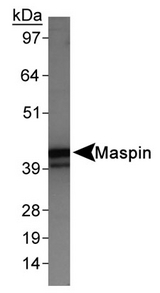 SERPINB5 / Maspin Antibody - Detection of Maspin in HeLa whole cell extracts.  This image was taken for the unconjugated form of this product. Other forms have not been tested.