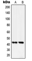 SERPINB5 / Maspin Antibody - Western blot analysis of Serpin B5 expression in A431 (A); HeLa (B) whole cell lysates.