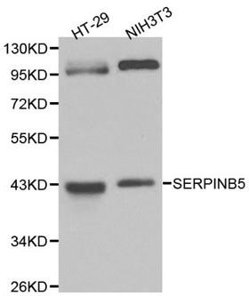 SERPINB5 / Maspin Antibody - Western blot of SERPINB5 pAb in extracts from HT-29 and NIH3T3 cells.