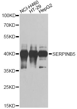 SERPINB5 / Maspin Antibody - Western blot analysis of extracts of various cell lines, using SERPINB5 antibody at 1:1000 dilution. The secondary antibody used was an HRP Goat Anti-Rabbit IgG (H+L) at 1:10000 dilution. Lysates were loaded 25ug per lane and 3% nonfat dry milk in TBST was used for blocking. An ECL Kit was used for detection and the exposure time was 10s.