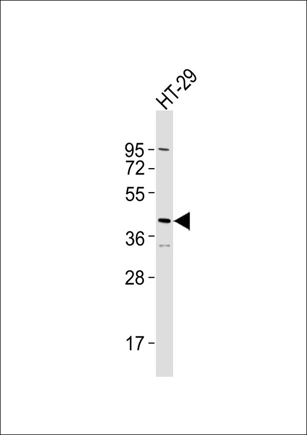 SERPINB5 / Maspin Antibody - Anti-Serpin B5 Antibody at 1:1000 dilution + HT-29 whole cell lysates Lysates/proteins at 20 ug per lane. Secondary Goat Anti-Rabbit IgG, (H+L),Peroxidase conjugated at 1/10000 dilution Predicted band size : 42 kDa Blocking/Dilution buffer: 5% NFDM/TBST.