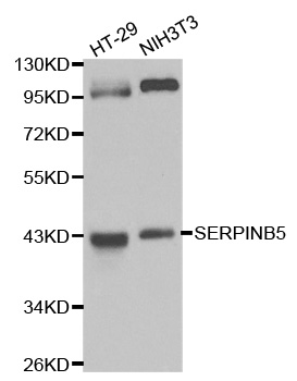 SERPINB5 / Maspin Antibody - Western blot analysis of extracts of various cell lines, using SERPINB5 antibody at 1:1000 dilution. The secondary antibody used was an HRP Goat Anti-Rabbit IgG (H+L) at 1:10000 dilution. Lysates were loaded 25ug per lane and 3% nonfat dry milk in TBST was used for blocking.
