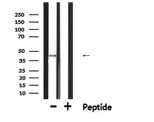SERPINB5 / Maspin Antibody - Western blot analysis of SERPINB5 expression in mouse brain lysate 