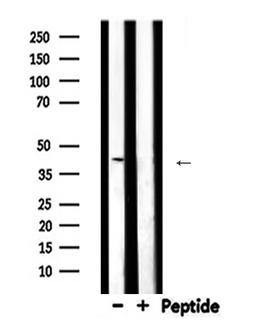 SERPINB5 / Maspin Antibody - Western blot analysis of SERPINB5 expression in mouse muscle lysate 
