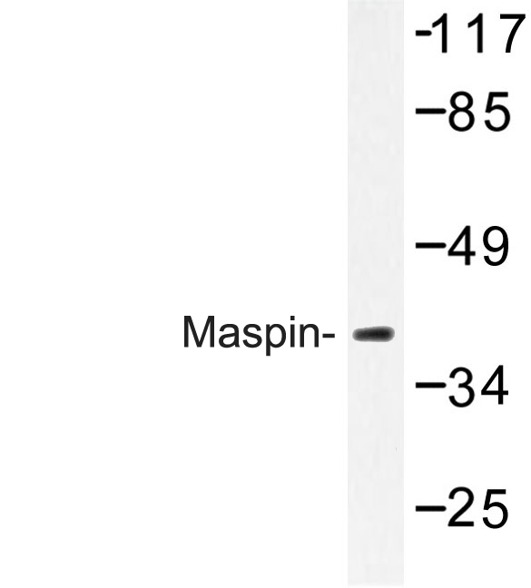 SERPINB5 / Maspin Antibody - Western blot of Maspin (T118) pAb in extracts from HeLa cells.