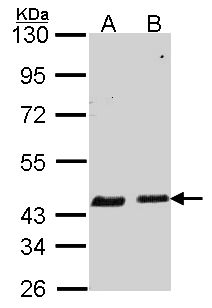 SERPINB6 / PI-6 Antibody - Sample (30 ug of whole cell lysate). A: A549, B: Hela. 10% SDS PAGE. SERPINB6 / PI-6 antibody diluted at 1:1000.