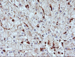 SERPINB6 / PI-6 Antibody - IHC of paraffin-embedded Human liver tissue using anti-SERPINB6 mouse monoclonal antibody. (Heat-induced epitope retrieval by 10mM citric buffer, pH6.0, 100C for 10min).