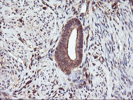 SERPINB6 / PI-6 Antibody - IHC of paraffin-embedded Human endometrium tissue using anti-SERPINB6 mouse monoclonal antibody. (Heat-induced epitope retrieval by 10mM citric buffer, pH6.0, 100C for 10min).