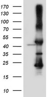 SERPINB6 / PI-6 Antibody - HEK293T cells were transfected with the pCMV6-ENTRY control (Left lane) or pCMV6-ENTRY SERPINB6 (Right lane) cDNA for 48 hrs and lysed. Equivalent amounts of cell lysates (5 ug per lane) were separated by SDS-PAGE and immunoblotted with anti-SERPINB6.