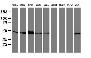 SERPINB6 / PI-6 Antibody - Western blot of extracts (35 ug) from 9 different cell lines by using anti-SERPINB6 monoclonal antibody.