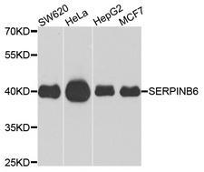 SERPINB6 / PI-6 Antibody - Western blot analysis of extracts of various cells.