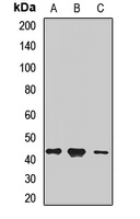 SERPINB6 / PI-6 Antibody