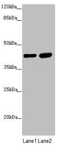 SERPINB6 / PI-6 Antibody - Western blot All lanes: SERPINB6 antibody at 0.4µg/ml Lane 1: Human placenta tissue Lane 2: HepG2 whole cell lysate Secondary Goat polyclonal to rabbit IgG at 1/10000 dilution Predicted band size: 43 kDa Observed band size: 43 kDa