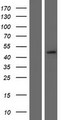 SERPINB7 / MEGSIN Protein - Western validation with an anti-DDK antibody * L: Control HEK293 lysate R: Over-expression lysate