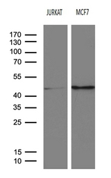 SERPINB8 Antibody - Western blot analysis of extracts. (35ug) from 2 different cell lines by using anti-SERPINB8 monoclonal antibody. (1:500)