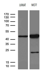 SERPINB8 Antibody - Western blot analysis of extracts. (35ug) from 2 different cell lines by using anti-SERPINB8 monoclonal antibody. (1:500)