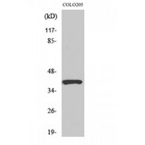 SERPINB9 / PI9 Antibody - Western blot of PI-9 antibody