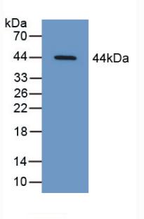 SERPINB9 / PI9 Antibody - Western Blot; Sample: Recombinant CAP3, Human.