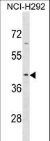 SERPINB9 / PI9 Antibody - SERPINB9 Antibody western blot of NCI-H292 cell line lysates (35 ug/lane). The SERPINB9 antibody detected the SERPINB9 protein (arrow).