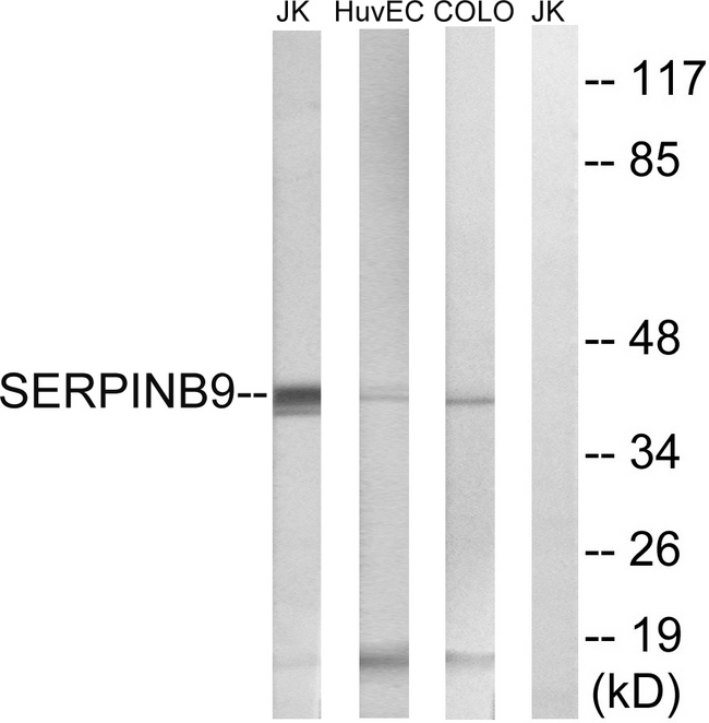 SERPINB9 / PI9 Antibody - Western blot analysis of lysates from COLO, HUVEC, and Jurkat cells, using SERPINB9 Antibody. The lane on the right is blocked with the synthesized peptide.