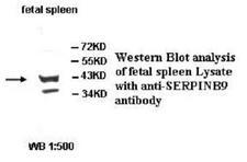 SERPINB9 / PI9 Antibody