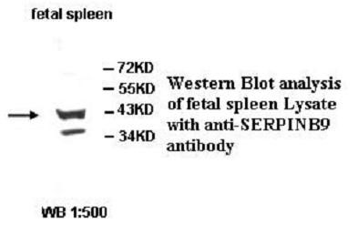 SERPINB9 / PI9 Antibody
