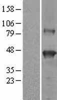 SERPINB9 / PI9 Protein - Western validation with an anti-DDK antibody * L: Control HEK293 lysate R: Over-expression lysate