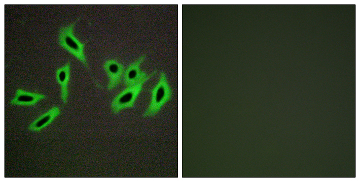 SERPIND1 / Heparin Cofactor 2 Antibody - Immunofluorescence analysis of HepG2 cells, using Heparin Cofactor II Antibody. The picture on the right is blocked with the synthesized peptide.