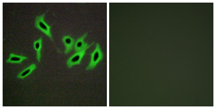 SERPIND1 / Heparin Cofactor 2 Antibody - Peptide - + Immunofluorescence analysis of HepG2 cells, using Heparin Cofactor II antibody.