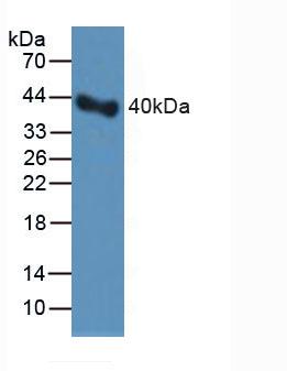 SERPINE1 / PAI-1 Antibody - Western Blot; Sample: Rat Serum.