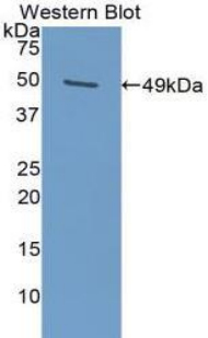 SERPINE1 / PAI-1 Antibody - Western blot of recombinant SERPINE1 / PAI-1.  This image was taken for the unconjugated form of this product. Other forms have not been tested.