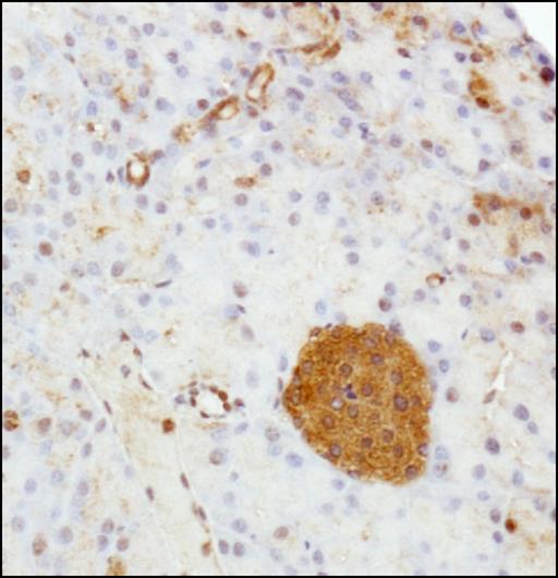 SERPINE1 / PAI-1 Antibody - Immunohistochemistry-Paraffin: PAI1/Serpine1 Antibody - Staining of PAI1/Serpine 1 in mouse pancreas.