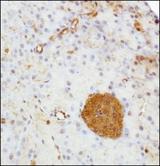 SERPINE1 / PAI-1 Antibody - Immunohistochemistry-Paraffin: PAI1/Serpine1 Antibody - Staining of PAI1/Serpine 1 in mouse pancreas.